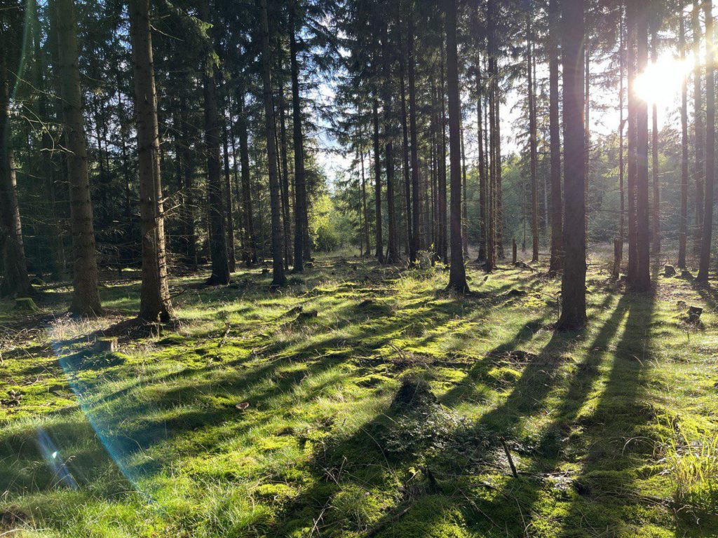 Foto eines Waldes am frühen Morgen. Die Sonne steht tief und strahlt durch die dicht stehenden Bäume, über dem weichen Gras befindet sich eine leichte Nebelschicht.